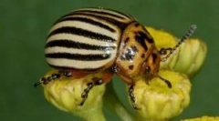 Colorado beetle și larvele sale: descrierea și daunele