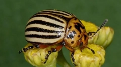 Colorado beetle