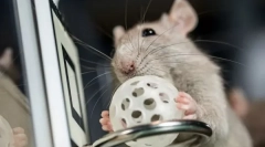 Comenzi și trucuri pentru dressing de rat, cum să se antreneze