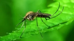 Komar obișnuit: descriere și aspect