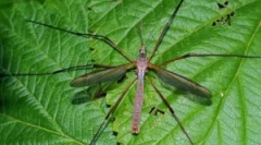 Diagonale de țânțari: descriere și caracteristici