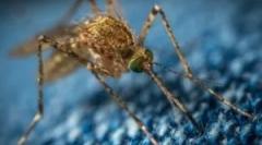 Țânțari precum transportatorii de boală