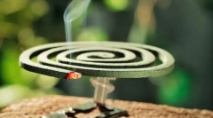 Țânțari pe terenul de grădină și în grădină