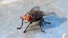 Housefly