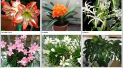 Panouri periculoase pentru pisici