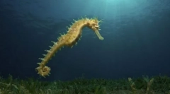 Un fel de spini de mare