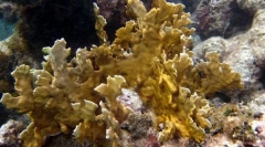 Corals millepor