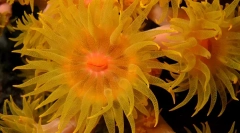 Coral - plante sau animale?