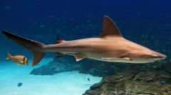 Brown shark