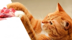 Almo almo natura pentru pisici: caracteristici și feedback pentru animale