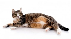 Furaj hills pentru pisici: prezentare detaliată a dietei și a specificității acesteia