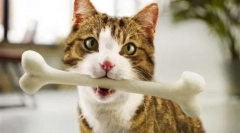 Feed perfect fit - dieta balanced home pet