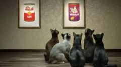 Feedul economic pentru pisici