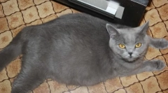 Hrănire și îngrijire pentru pisica gravidă