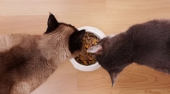 Hrănirea pisicilor cu alimente uscate: reguli de bază