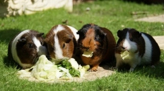 Hrănirea porcilor de la guineea de la a la i