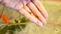 Peșterarea în acvariu