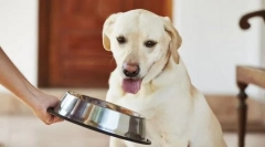 Hrănirea unui câine pentru adulți