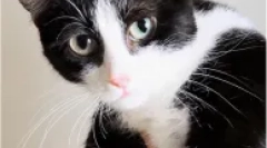 Shone-inamic descendenți ai lui machcheckov - kinkoyloau