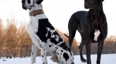 Rasele de cai scurte de caini