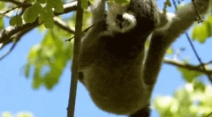 Feline lemur - cea mai exotică primare