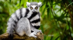 Feline lemur