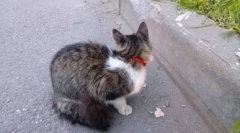 Felină de la și la