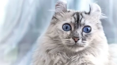 Cat american ker (foto): pet prietenos cu urechi elegante