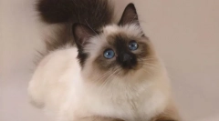 Cat balinsiyskaya (foto): rudele cu părul lung din siamov