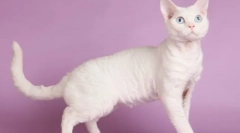 Cat devon-rex (foto): pet de companie jucaus si prieten adevarat