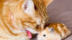 Pisica si hamster in apartament, pot face prieteni sau o pisica va manca hamster