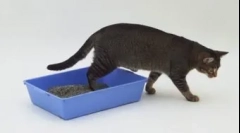 Pisica sau pisica scutesc in locul gresit: metode de predare de la un obicei intim