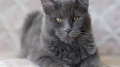 Cat nibelung (foto): om frumos frumos cu maniere bune