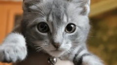 Cat deblochează pisoi mustache: îngrijirea descendenților sau agresiunea ascunsă