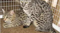 Safari cat: standarde, caracter și caracteristici de îngrijire