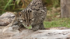 Cat-pescar - maestru de vânătoare subacvatică