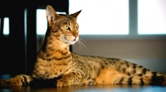 Savannah cat (foto): punerea și ghepardul blând