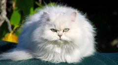 Chinchilla cat (foto): aceasta nu este o rasă, este o ceață elegantă de argint în culoare