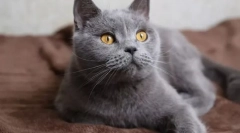 Cat: pentru și împotriva