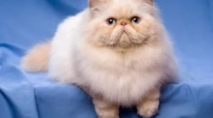 Pisici-brakhicephali - specificații de rase și caracteristici ale conținutului