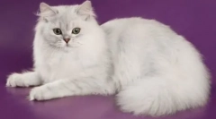 Pisici: descrierea tuturor raselor