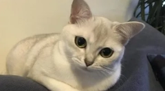 Pisicile de rasă din burmilla - aspect, natură și particularități