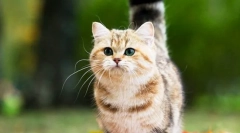 Pisicile de rasă mcchin (foto): prietenii fermecători