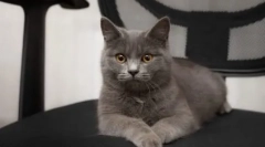 Pisicile de rasă mets: descrierea speciilor și a caracterelor