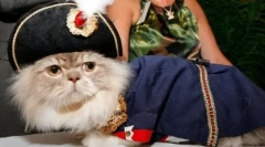 Pisicile de rasa napoleon