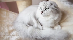 Pisicile de rasă rară highland fold (scoturi cu părul lung)