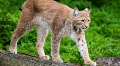 Pisici cu picioare lungi: grație și har