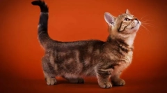 Pisici cu picioare scurte (rase)