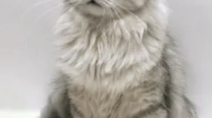 Pisici-cruste, sau care animalele pufoase sunt cel mai rău caracter