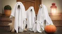 Costum pentru un câine pe halloween fă-o singur - idei în fotografie